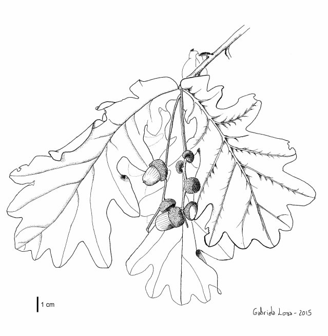quercus_robur_line_draw_glw