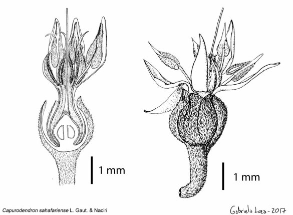 Capu_sahafariense_fleur_detail_glw_10_cm