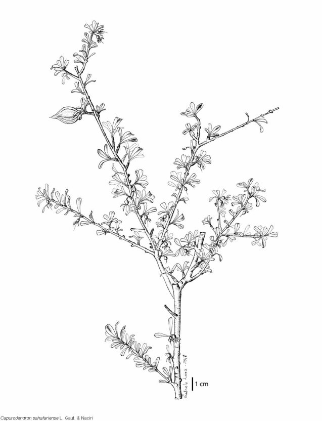 Capu_sahafariense_plante_10cm_glw