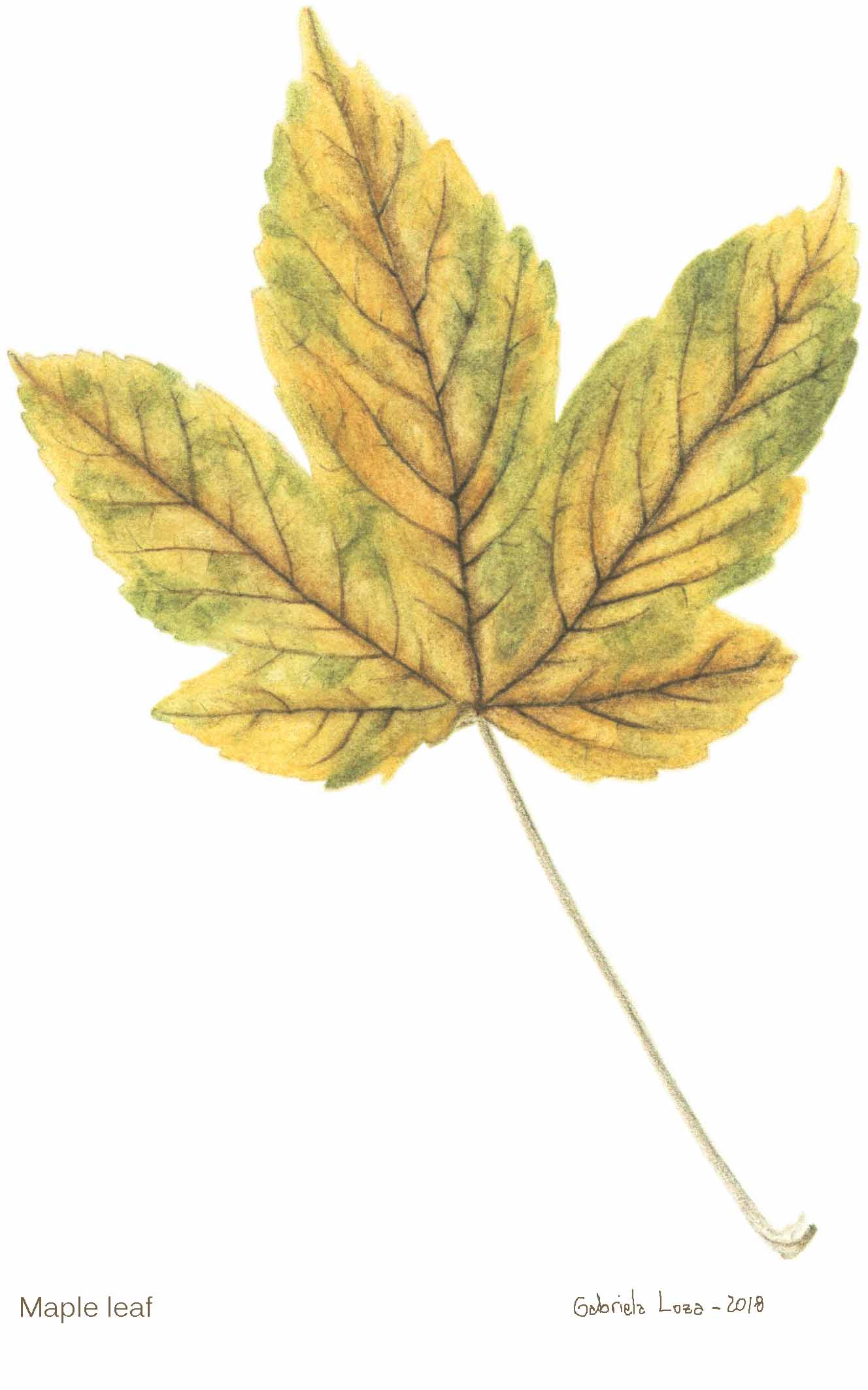 maple_leaf_colour_pencil