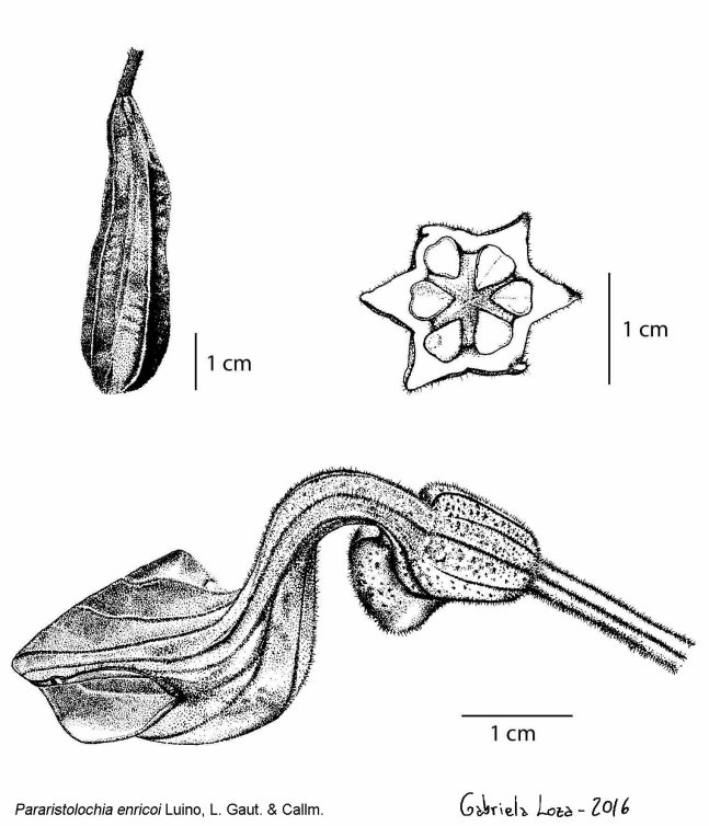 Pararistolochia_enricoi_published_glw