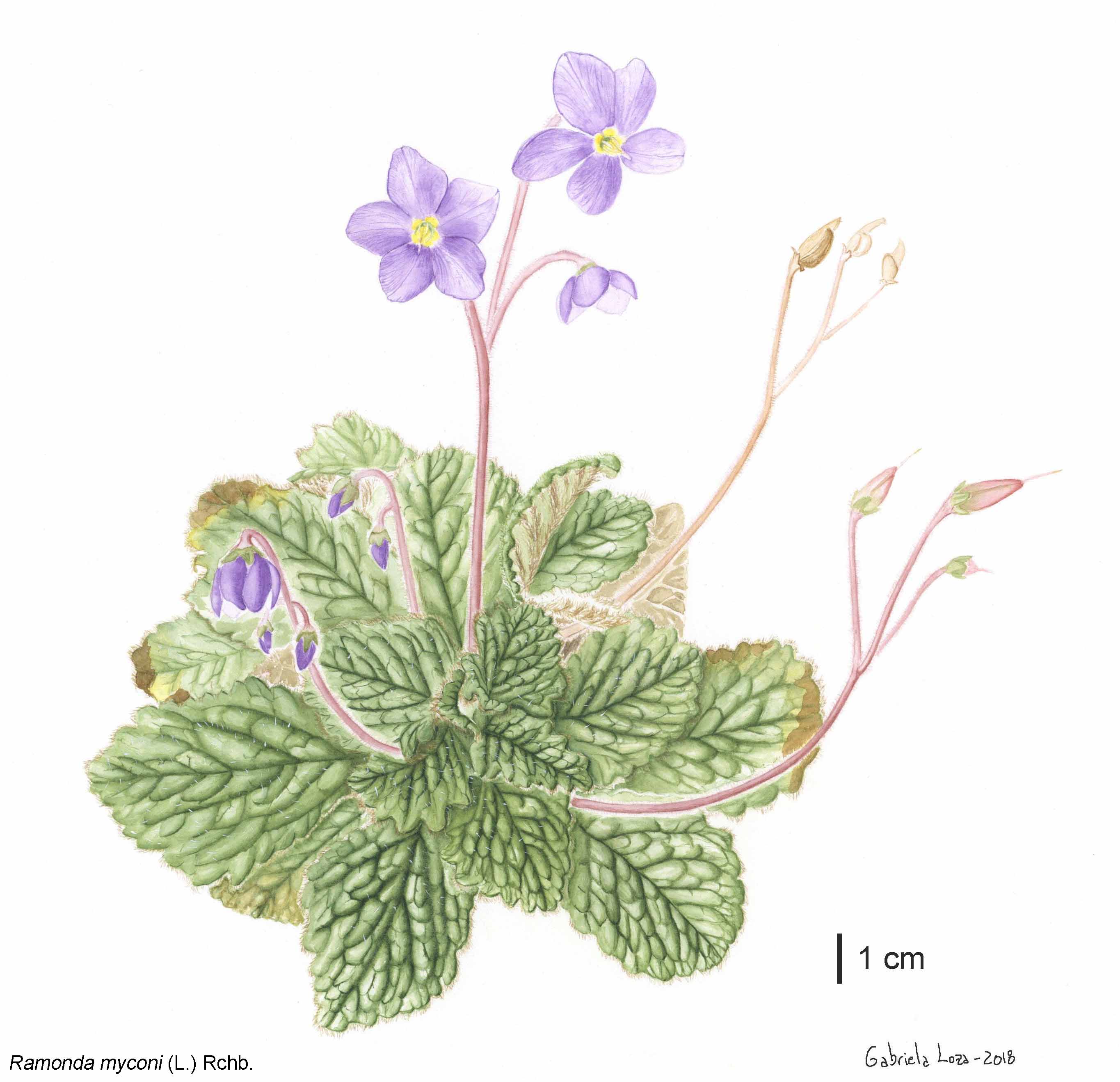 r_myconi_watercolour_final_glw