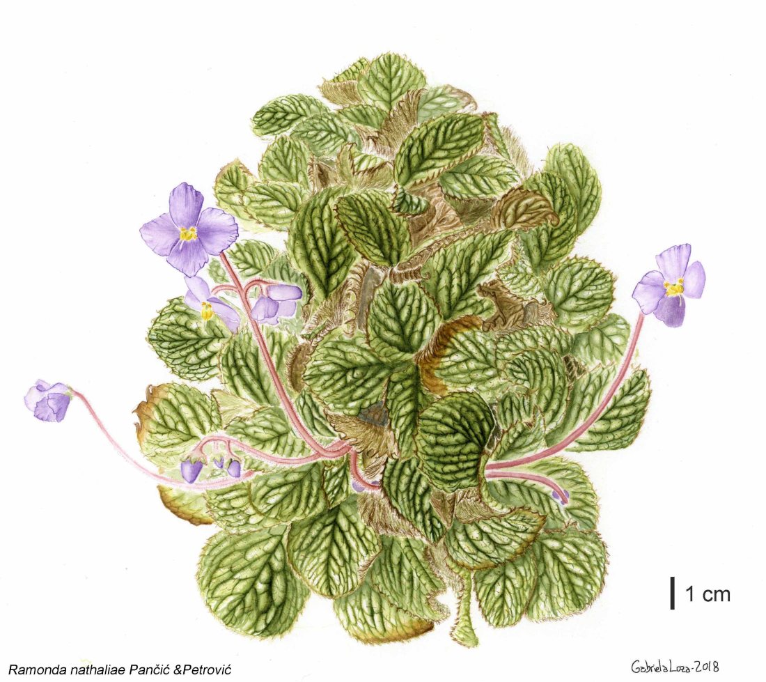 r_nathaliae_watercolour_16_10_2018_glw