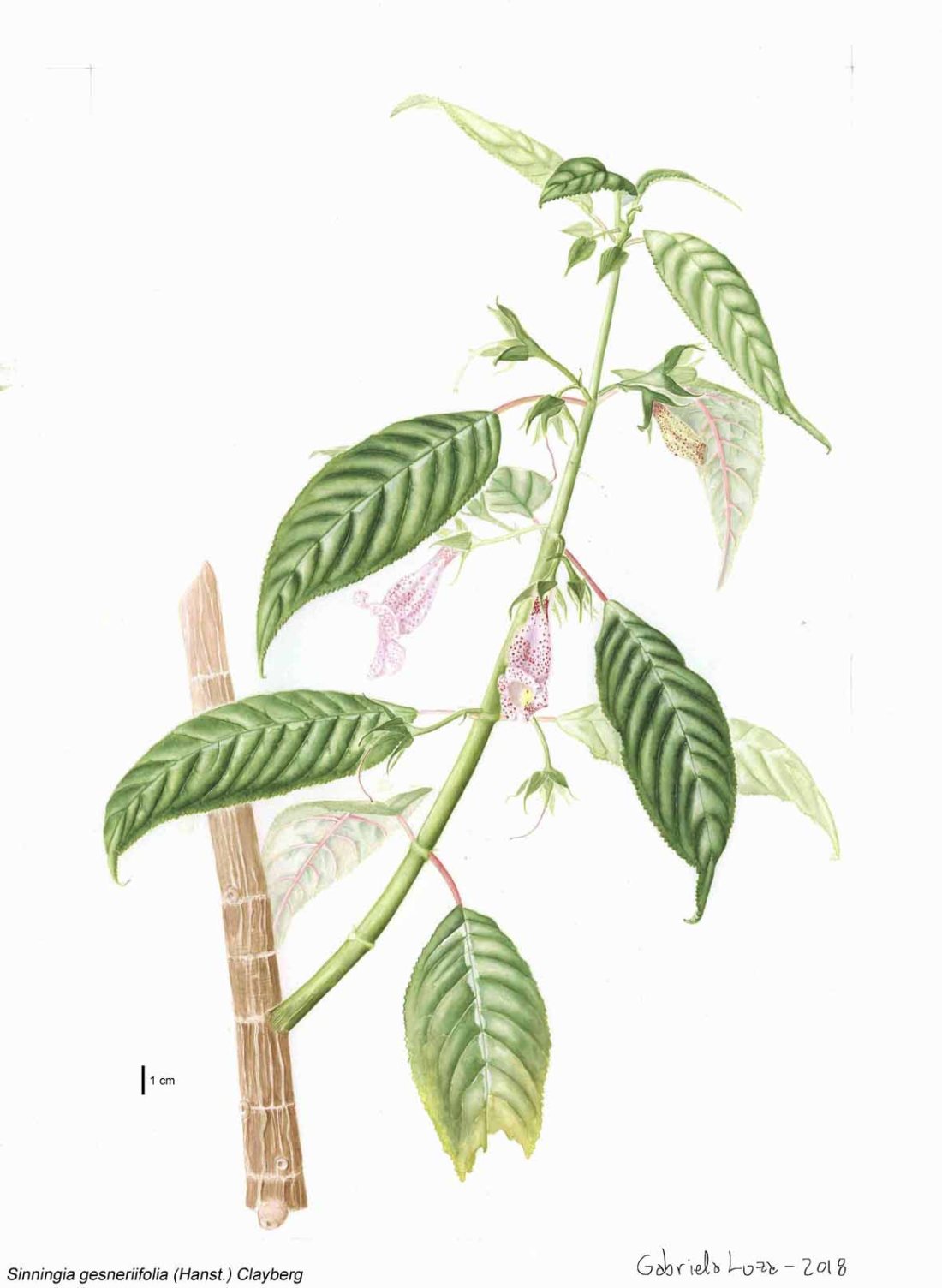 s_gesneriifolia_final_colour_glw