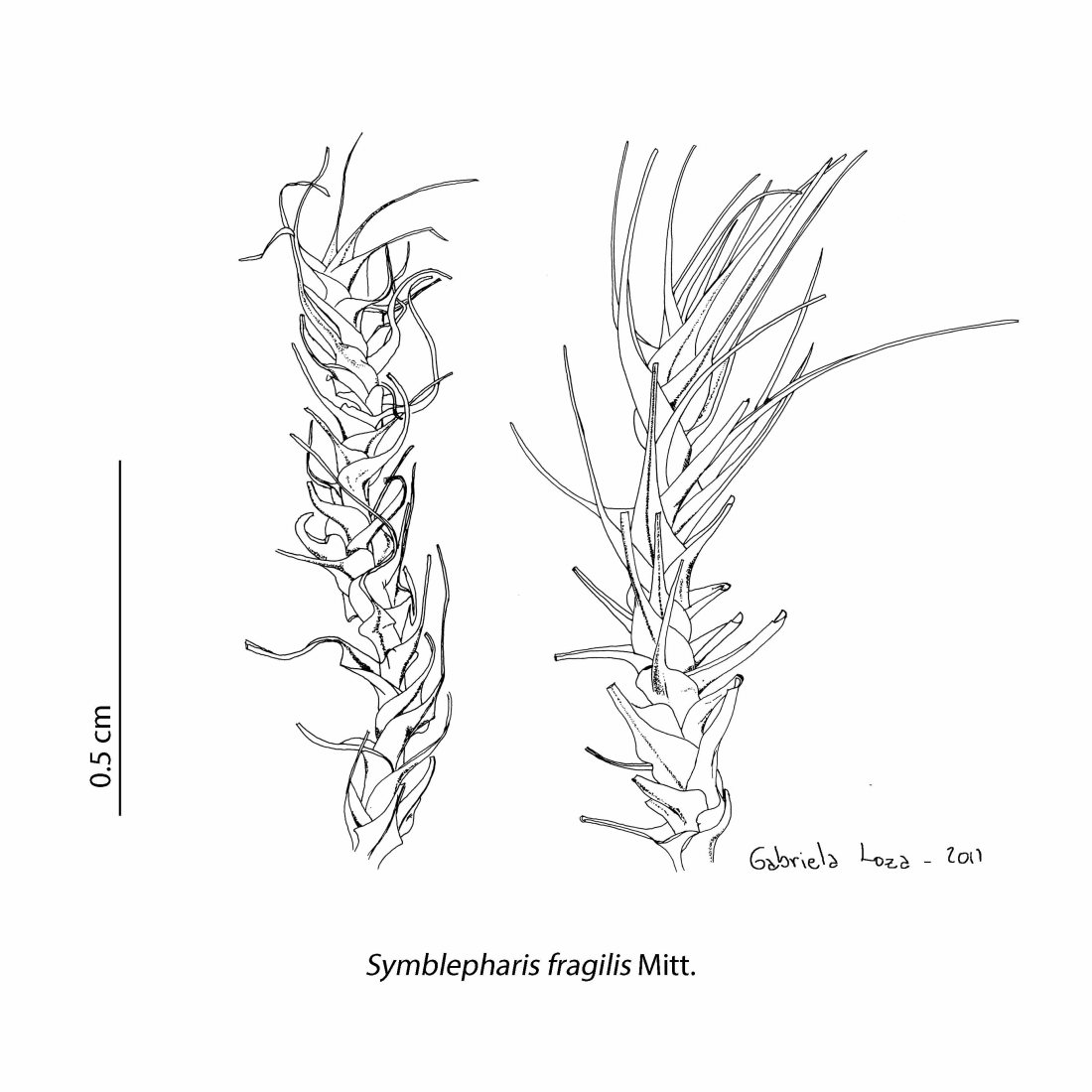 symblepharis_fragilis_dry_wet
