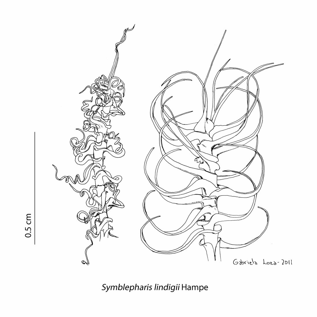 symblepharis_lindigii_dry_wet