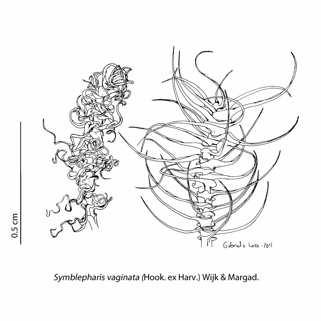 symblepharis_vaginata_dry_wet