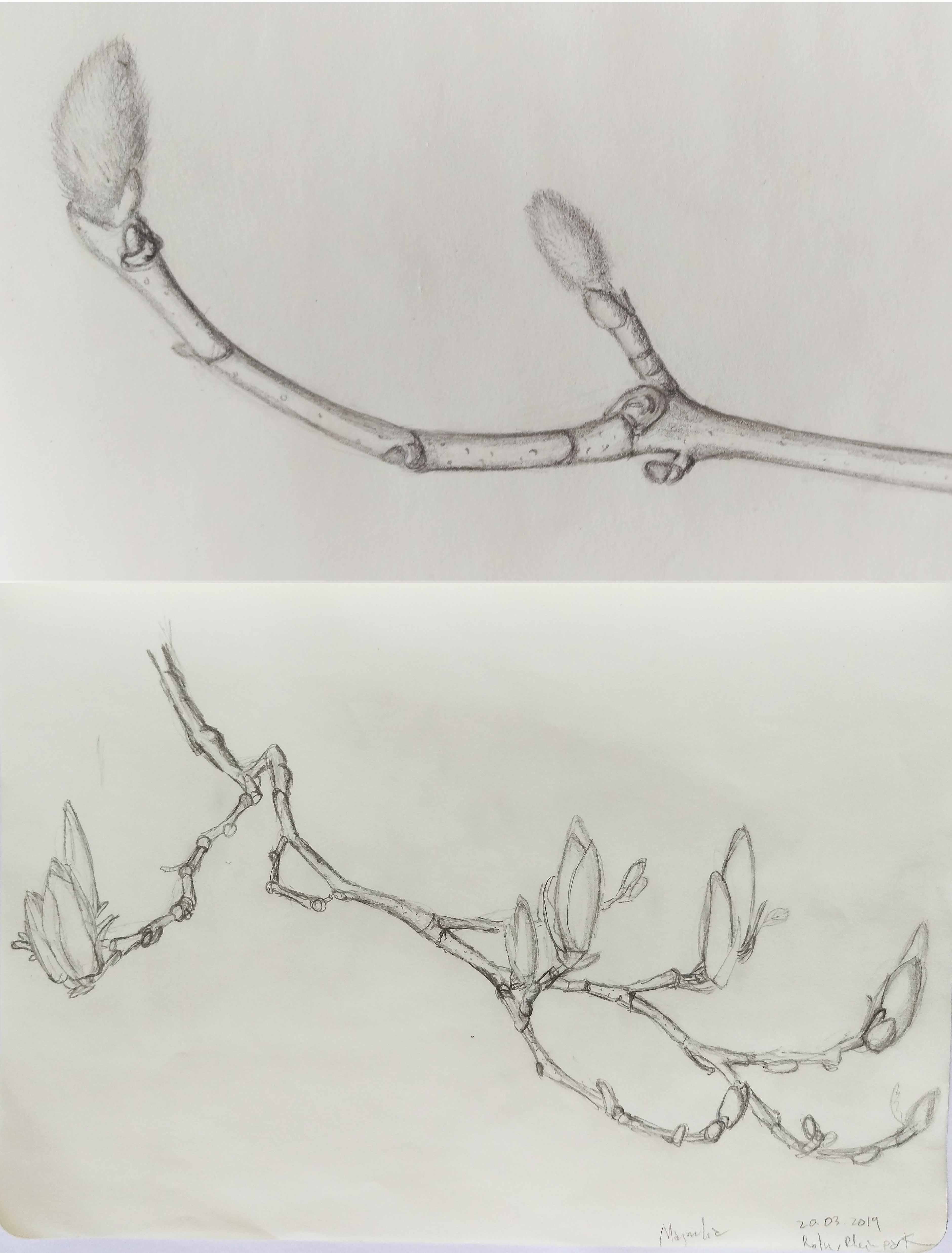 magnolia_sketches