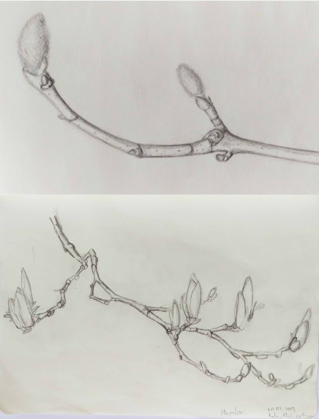 magnolia_sketches